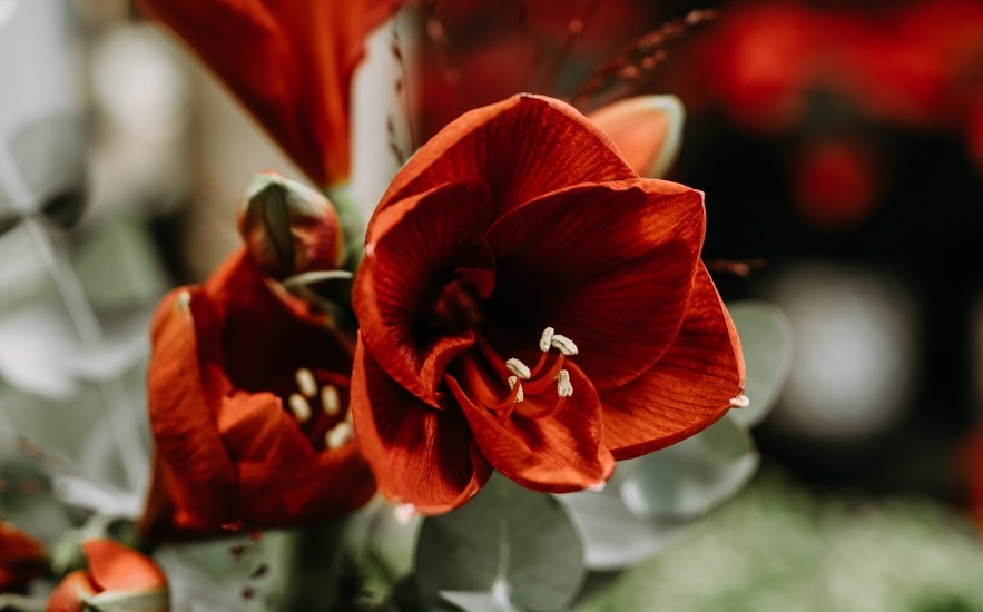 Punainen amaryllis